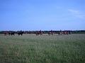 Newmarket_2010_123