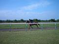 Newmarket_2010_127