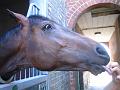 Newmarket_2010_128