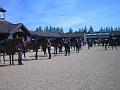 Newmarket_2010_134