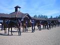Newmarket_2010_135