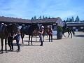 Newmarket_2010_136