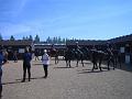 Newmarket_2010_137