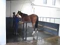 Newmarket_2010_142
