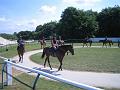 Newmarket_2010_161