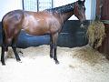 Newmarket_2010_171