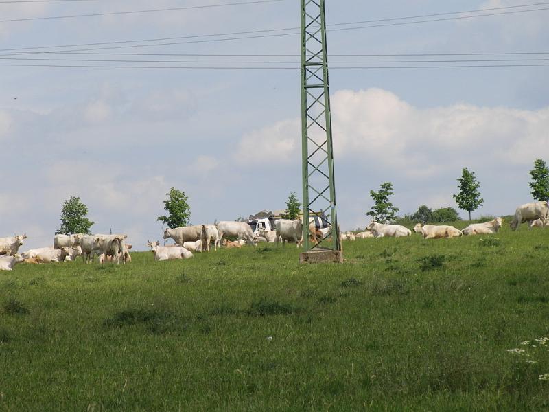 CIMG1758.JPG
